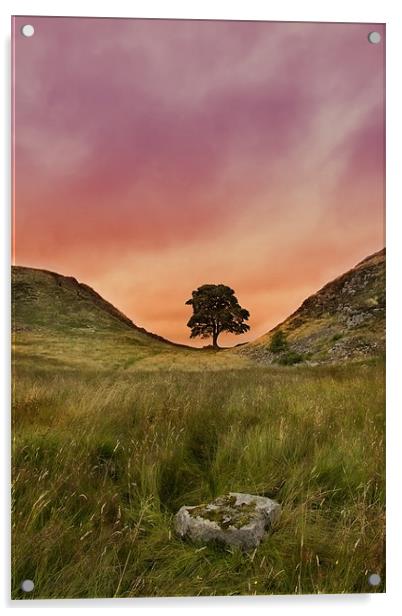 Sycamore Gap Acrylic by Northeast Images