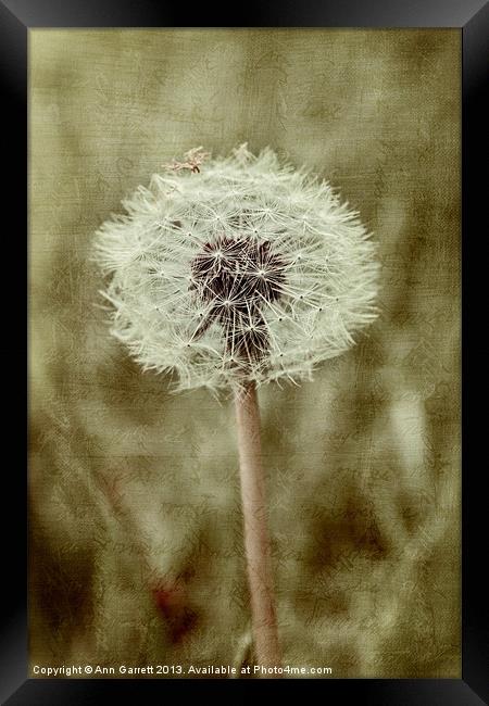 Dandelion Textures Framed Print by Ann Garrett