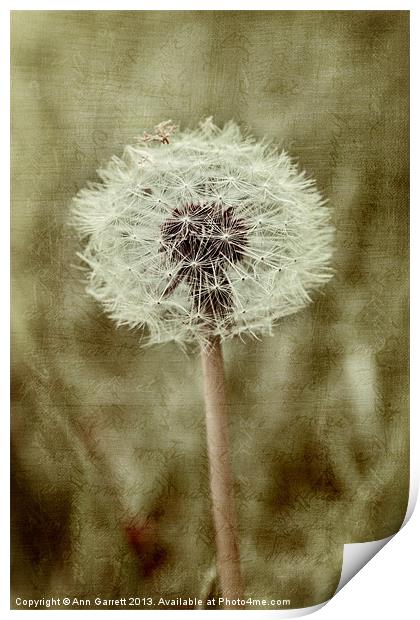 Dandelion Textures Print by Ann Garrett