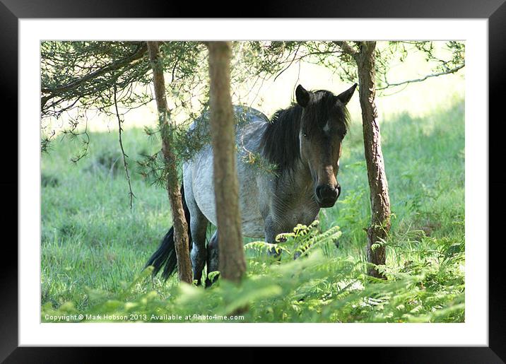 New Forest Pony Framed Mounted Print by Mark Hobson