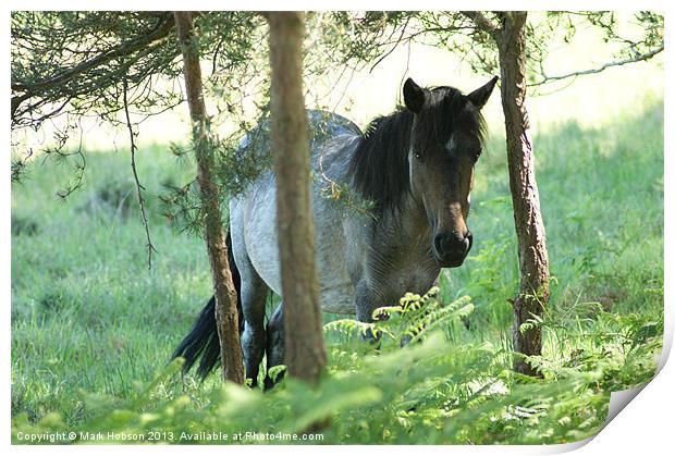 New Forest Pony Print by Mark Hobson