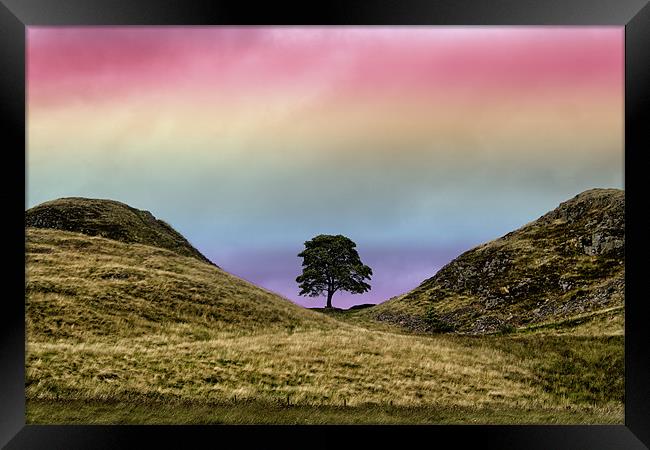 Sycamore Gap Framed Print by Northeast Images