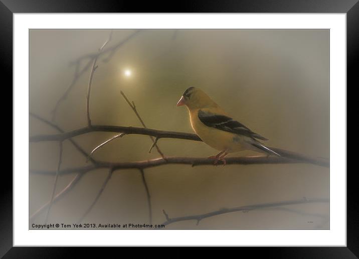 GOLDFINCH IN THE SUNLIGHT Framed Mounted Print by Tom York