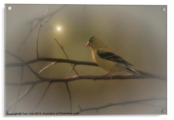 GOLDFINCH IN THE SUNLIGHT Acrylic by Tom York