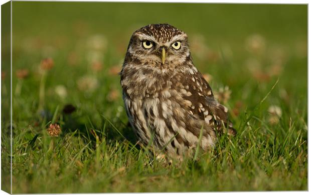 Little Owl Canvas Print by Val Saxby LRPS