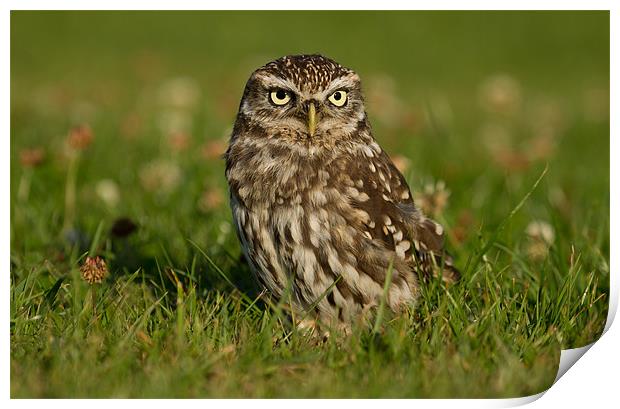 Little Owl Print by Val Saxby LRPS