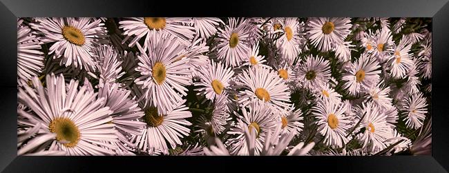 Wall of Daisy Framed Print by Fraser Hetherington