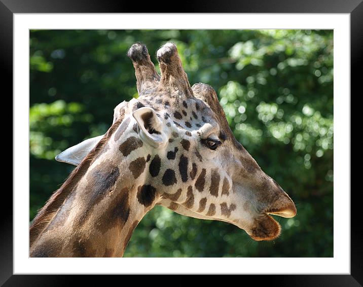 Giraffe Framed Mounted Print by Kevin Peach