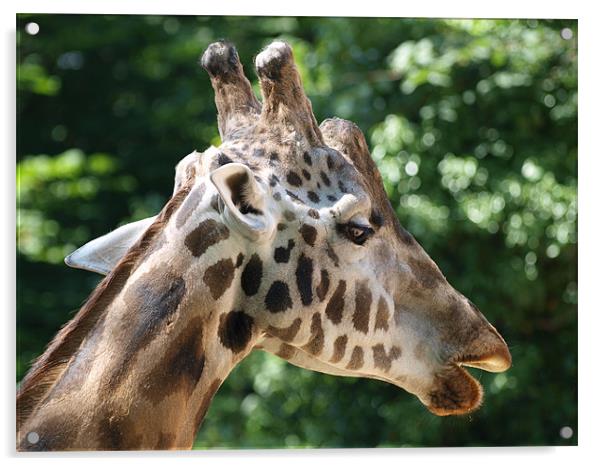 Giraffe Acrylic by Kevin Peach
