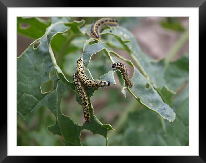Caterpillar Feeding Framed Mounted Print by Kevin Peach