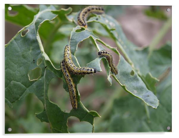 Caterpillar Feeding Acrylic by Kevin Peach