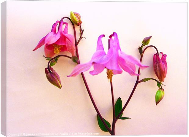 Columbine Flowers and Buds Canvas Print by james richmond