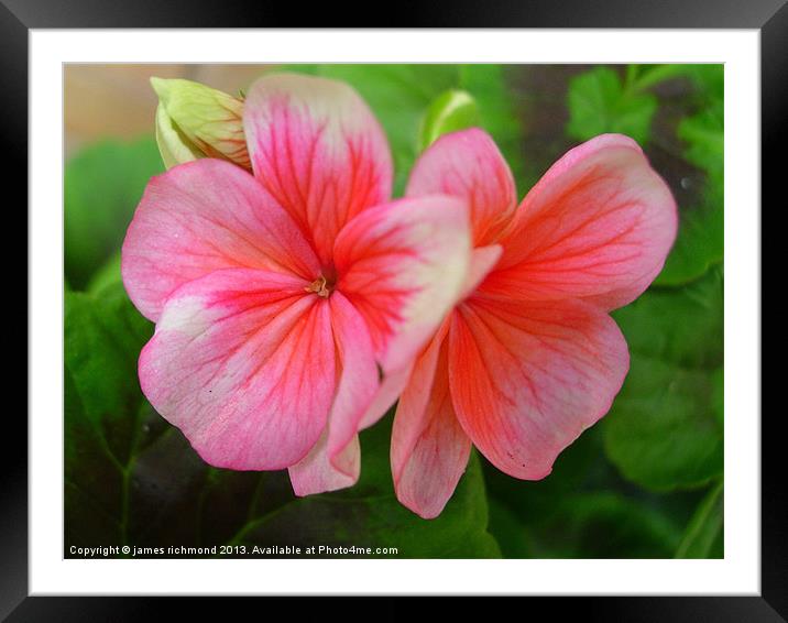 Geranium pink and white Framed Mounted Print by james richmond