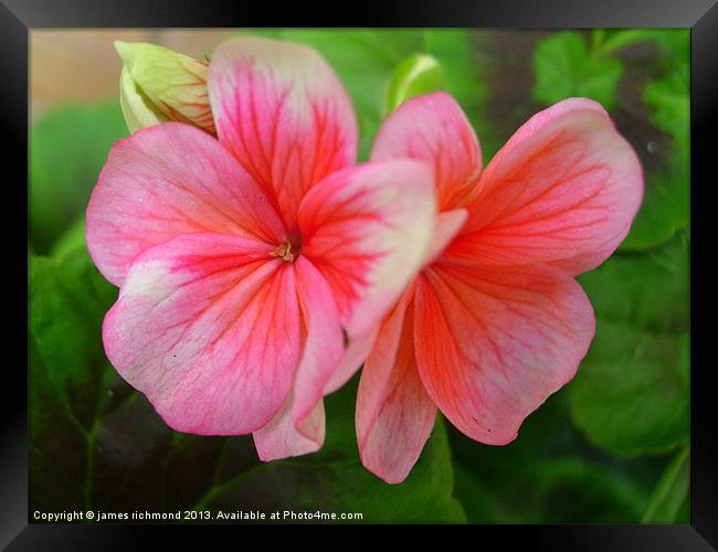 Geranium pink and white Framed Print by james richmond