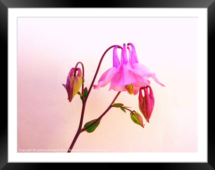 Columbine with bud Framed Mounted Print by james richmond