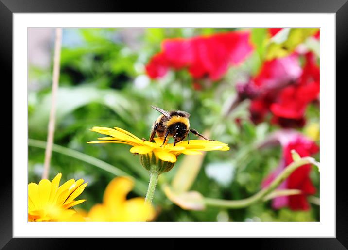 Bee looking for Nectar Framed Mounted Print by Sandra Beale