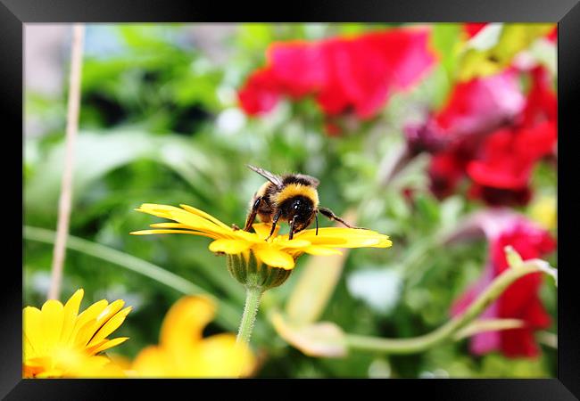 Bee looking for Nectar Framed Print by Sandra Beale