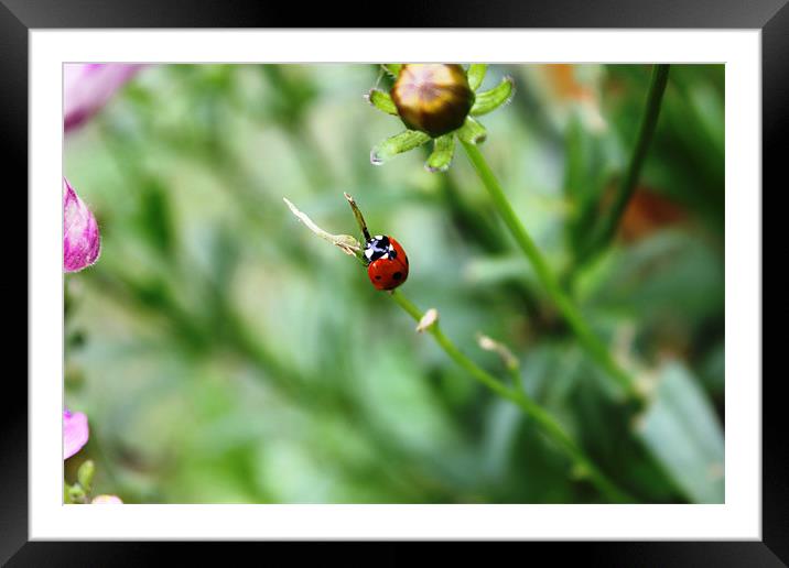Ladybird on stalk Framed Mounted Print by Sandra Beale