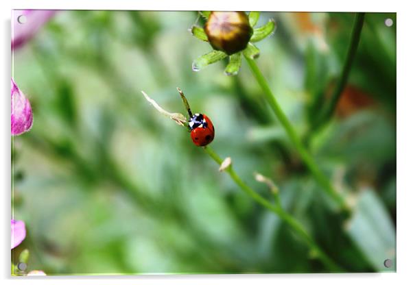 Ladybird on stalk Acrylic by Sandra Beale