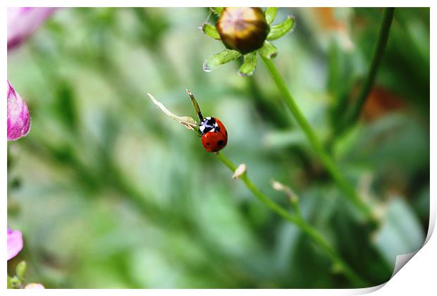 Ladybird on stalk Print by Sandra Beale