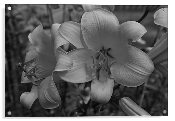 Lovelands Lennox garden lillies Acrylic by  