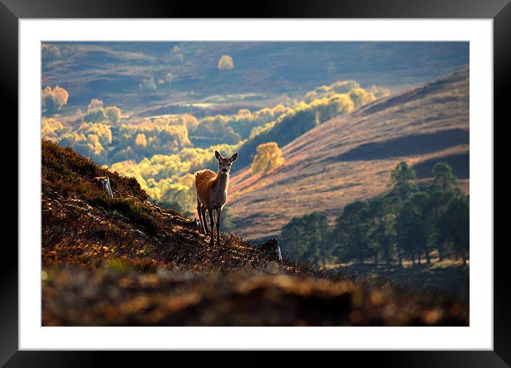 Red deer calf Framed Mounted Print by Macrae Images