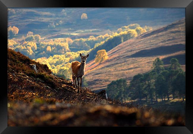 Red deer calf Framed Print by Macrae Images