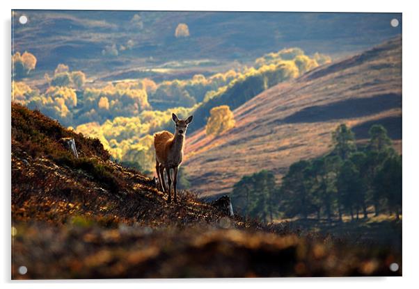 Red deer calf Acrylic by Macrae Images