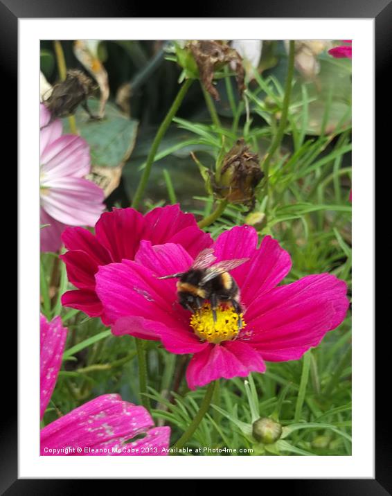 Sweet Bee! Framed Mounted Print by Eleanor McCabe