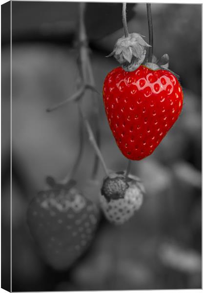 Single Red Strawberry Canvas Print by Bill Simpson
