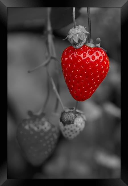 Single Red Strawberry Framed Print by Bill Simpson