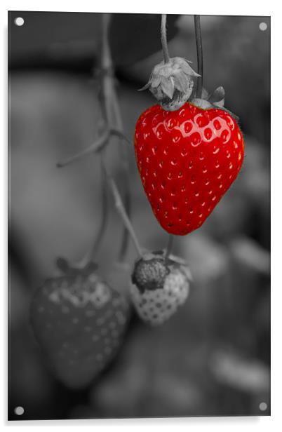 Single Red Strawberry Acrylic by Bill Simpson