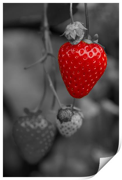 Single Red Strawberry Print by Bill Simpson