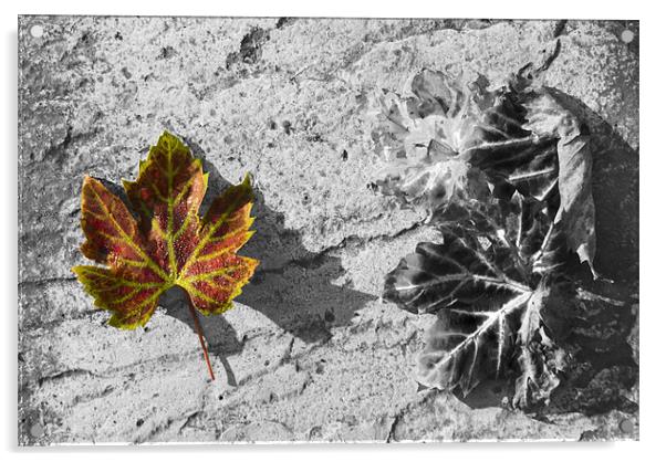 Autumn Tint Acrylic by Malcolm McHugh