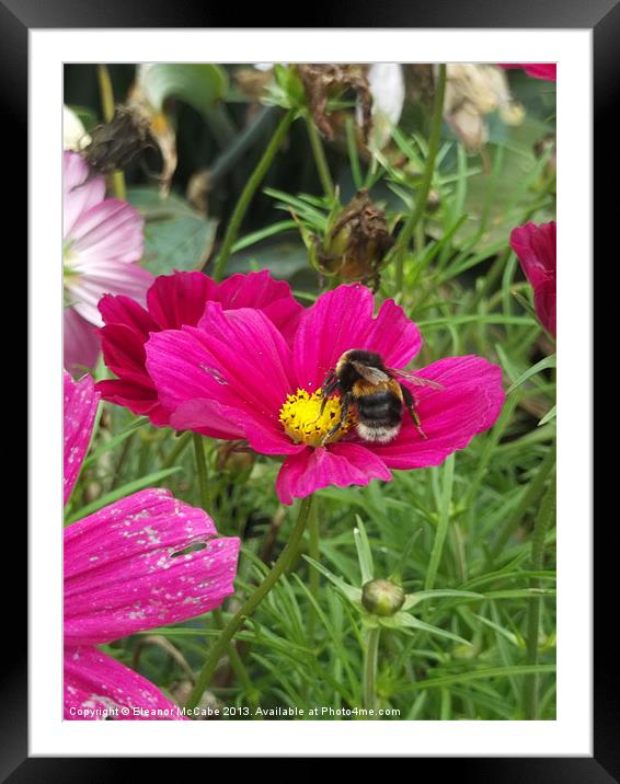 Bee in a cup! Framed Mounted Print by Eleanor McCabe