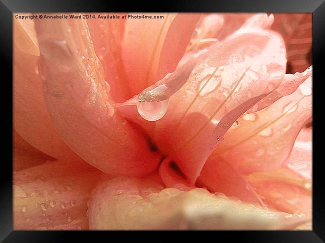 Petals and Droplets Framed Print by Annabelle Ward