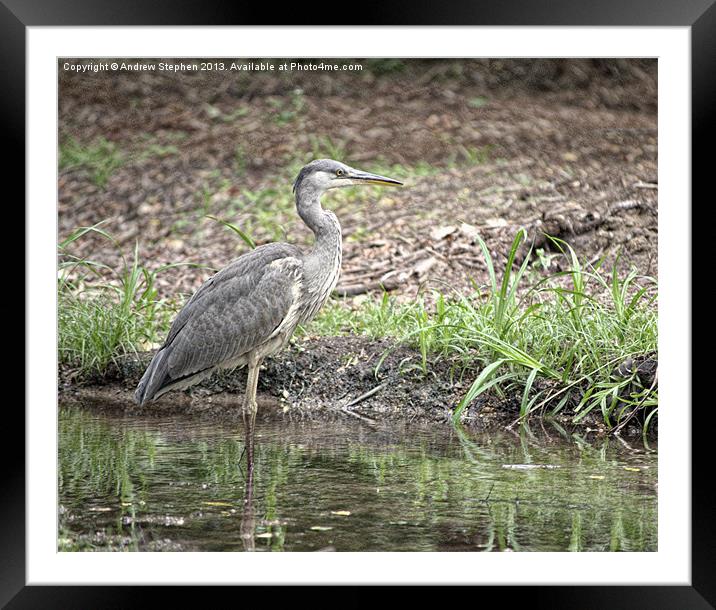 Heron Watch Framed Mounted Print by Andrew Stephen