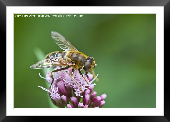 Macro Bee collecting nectar Framed Mounted Print by Steve Hughes