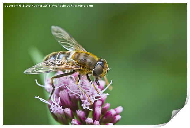 Macro Bee collecting nectar Print by Steve Hughes