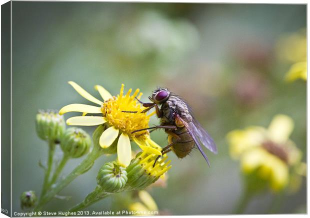 Hairy fly on yellow flowers Canvas Print by Steve Hughes