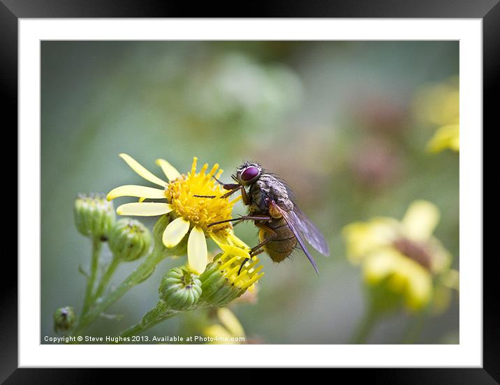 Hairy fly on yellow flowers Framed Mounted Print by Steve Hughes
