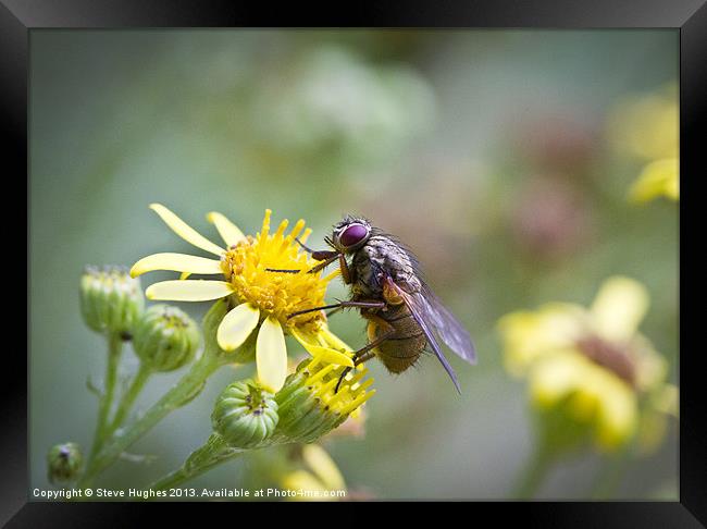 Hairy fly on yellow flowers Framed Print by Steve Hughes