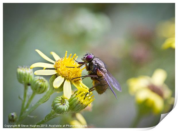 Hairy fly on yellow flowers Print by Steve Hughes