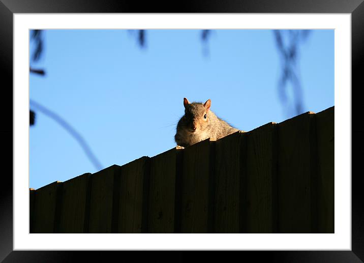 Squirrel on fence Framed Mounted Print by Ruth Hallam