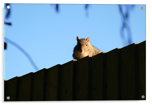 Squirrel on fence Acrylic by Ruth Hallam