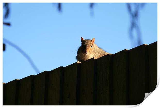 Squirrel on fence Print by Ruth Hallam