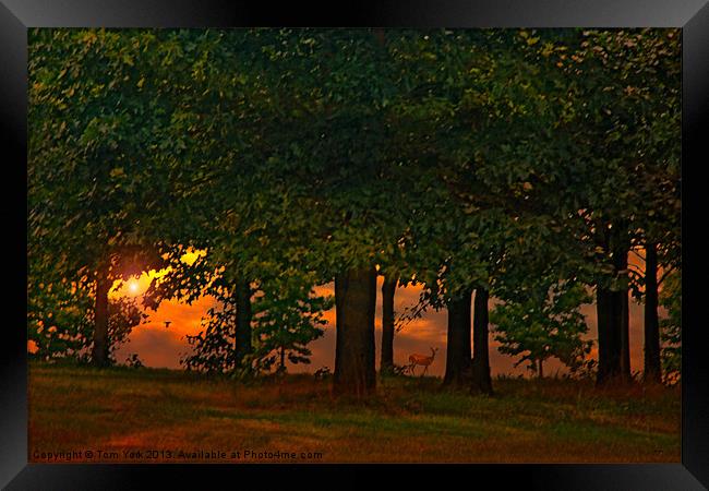 SUNSET THROUGH THE FOREST Framed Print by Tom York
