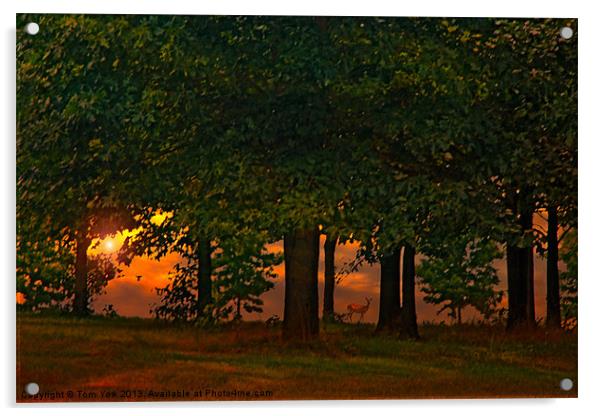 SUNSET THROUGH THE FOREST Acrylic by Tom York