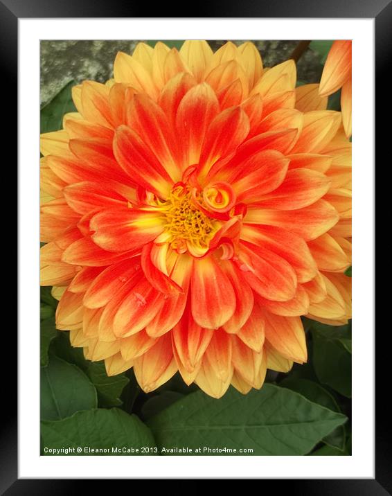 Tangerine Beauty! Framed Mounted Print by Eleanor McCabe