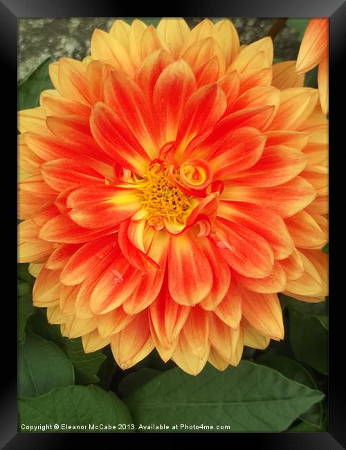 Tangerine Beauty! Framed Print by Eleanor McCabe